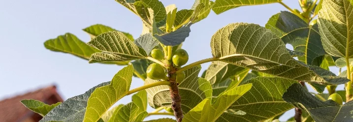 Feigenbaum mit grünen Blättern und Feigen